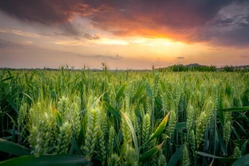 小麦价格最新行情-摄图网