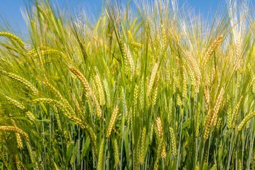 小麦价格今日价一斤多少钱-摄图网