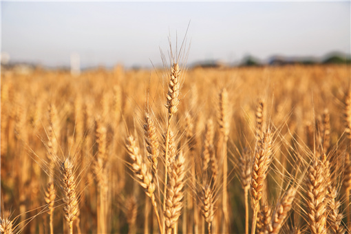 2022部分地区小麦补贴政策-摄图网