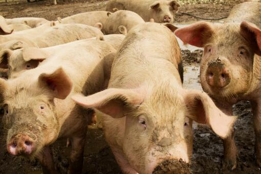5月中旬生猪价格环比上涨4%-摄图网