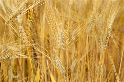 小麦价格-摄图网
