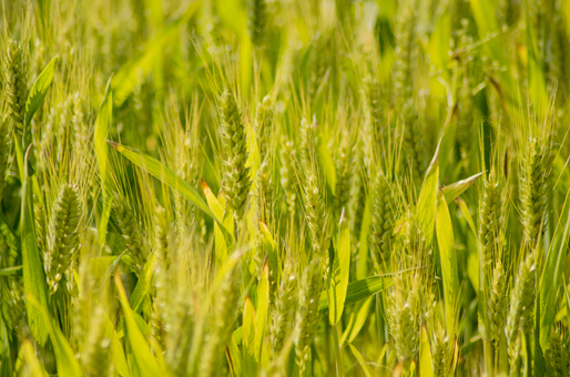 郑麦136麦种种植方法
