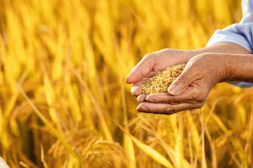 2022年夏粮小麦收购价格多少钱一斤-摄图网