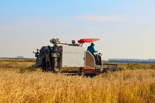 2022年夏粮小麦什么时候收割-摄图网