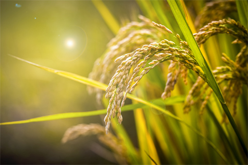 早稻种植时间和收获时间是什么时候？和晚稻的区别是什么？ 第3张