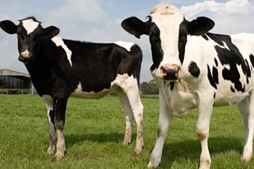 养牛补贴政策2022最新标准-摄图网