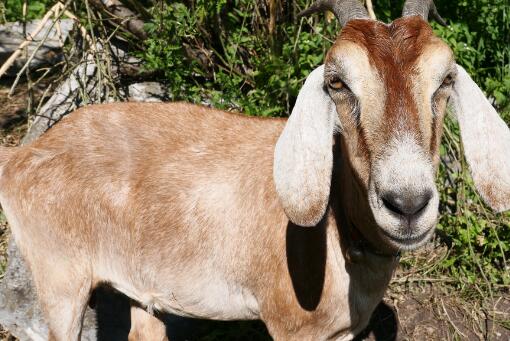 小山羊长出48厘米长耳朵-摄图网