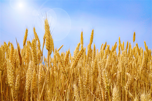 2022年小麦一喷三防国家补贴