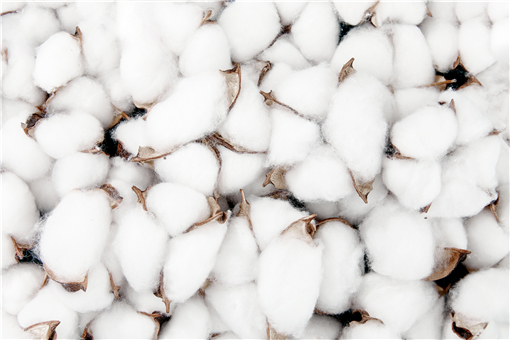 全球棉花价格因高温上涨30%-摄图网