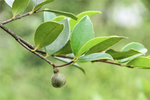 茶油樹-攝圖網