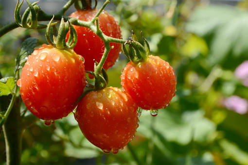 西红柿种植-摄图网