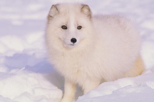 北极狐是几级保护动物-摄图网