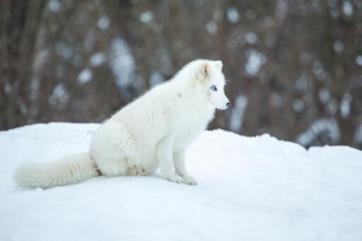北极狐可以当宠物养吗-摄图网