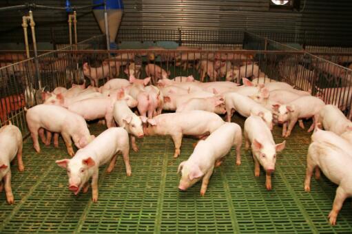 2022年养多少头猪有补贴-摄图网