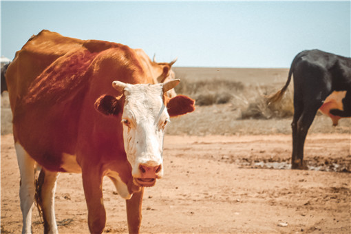 畜牧法-摄图网