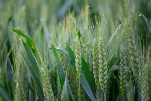 小麦今日收购价多少钱一斤-摄图网