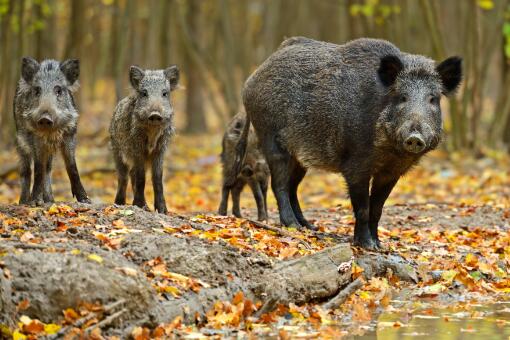 渭南野猪-摄图网