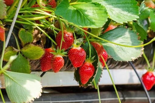 草莓價格今日-攝圖網