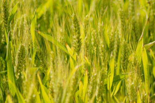 2023年小麦最低收购价-摄图网