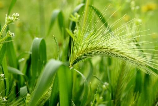 国内小麦价格继续下跌-摄图网