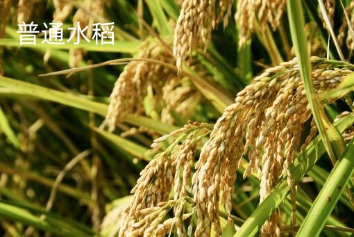 普通水稻-自制图
