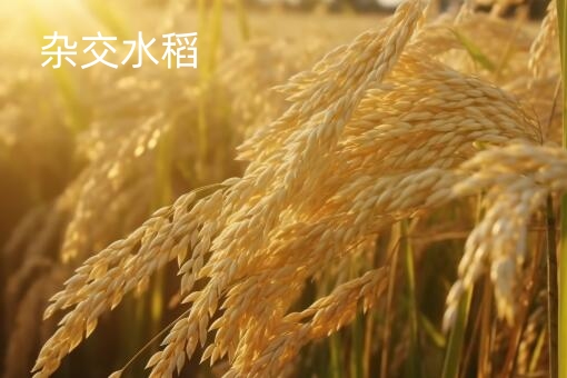 杂交水稻-自制图