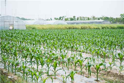 大豆玉米带状复合种植-摄图网