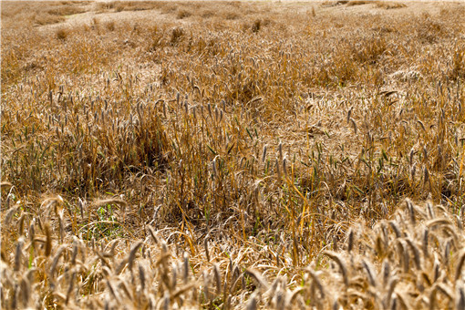 河南分类分级收购受损小麦-摄图网