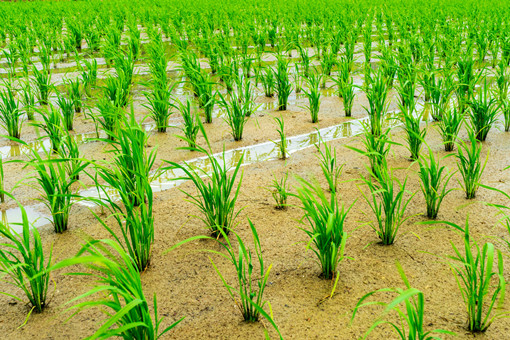 2023年水稻机插补贴标准-摄图网