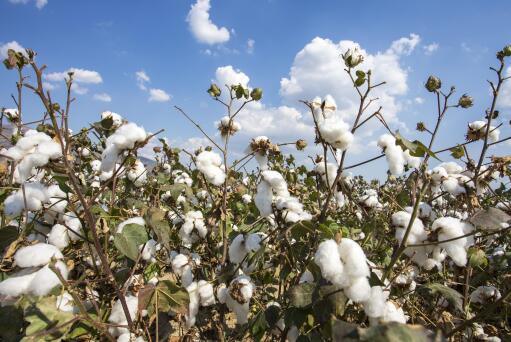 新疆棉花补贴最新政策-摄图网
