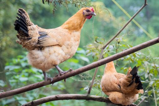 林下养殖柴鸡的注意事项-摄图网