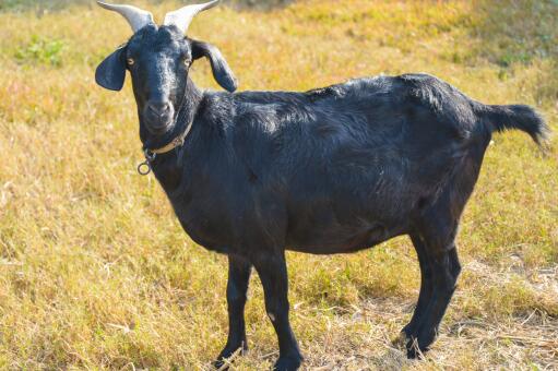 黑山羊的养殖方法与技术-摄图网