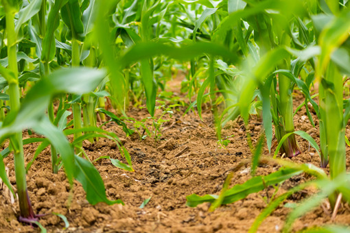 玉米常用除草剂使用方法-摄图网