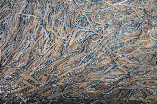 鳗鱼养殖类型-摄图网