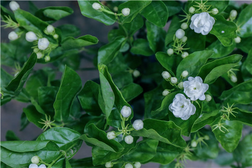盆栽茉莉花的养殖方法和注意事项-摄图网