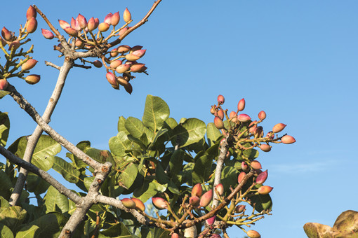 开心果树种植技术-摄图网