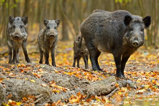 野猪养殖-摄图网