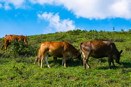 黄牛的养殖方法和要点-摄图网