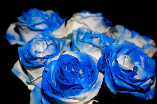 蓝玫瑰-摄图网