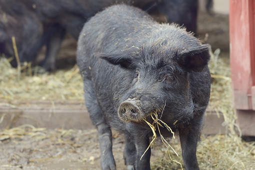 黑猪养殖方法-摄图网