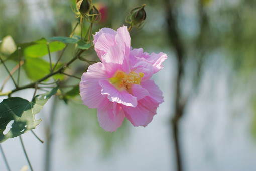 芙蓉花如何进行养护-摄图网