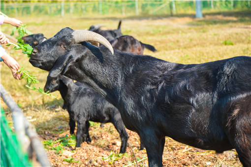 黑山羊养殖-摄图网