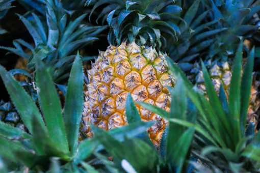 菠萝-摄图网