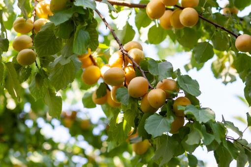 杏树如何种植-摄图网