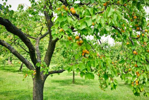 杏树种植-摄图网