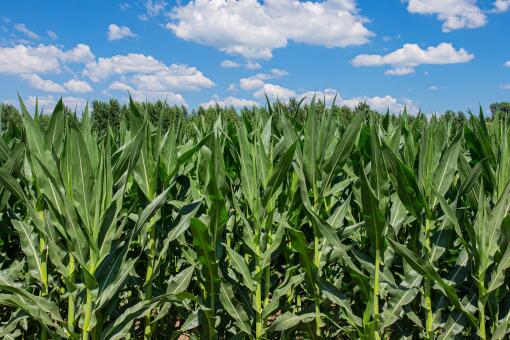 玉米种植的六个步骤-摄图网