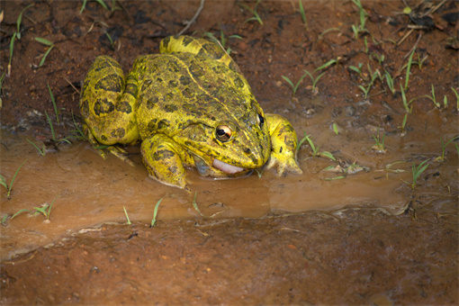 牛蛙-摄图网