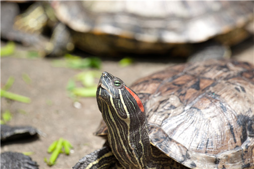 巴西龟要怎么养才能把它养好-摄图网