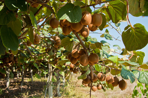 猕猴桃种植栽培技术要点-摄图网