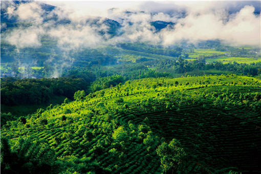种植油茶-摄图网
